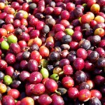 【前編】コーヒーの精製 ナチュラル／ウォッシュトって？