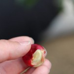 コーヒーはどこからやってくる？【コスタリカ】