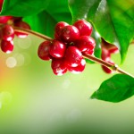 コーヒーはどこからやってくる？【パナマ】