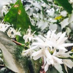 コーヒーはどこからやってくる？【グァテマラ】