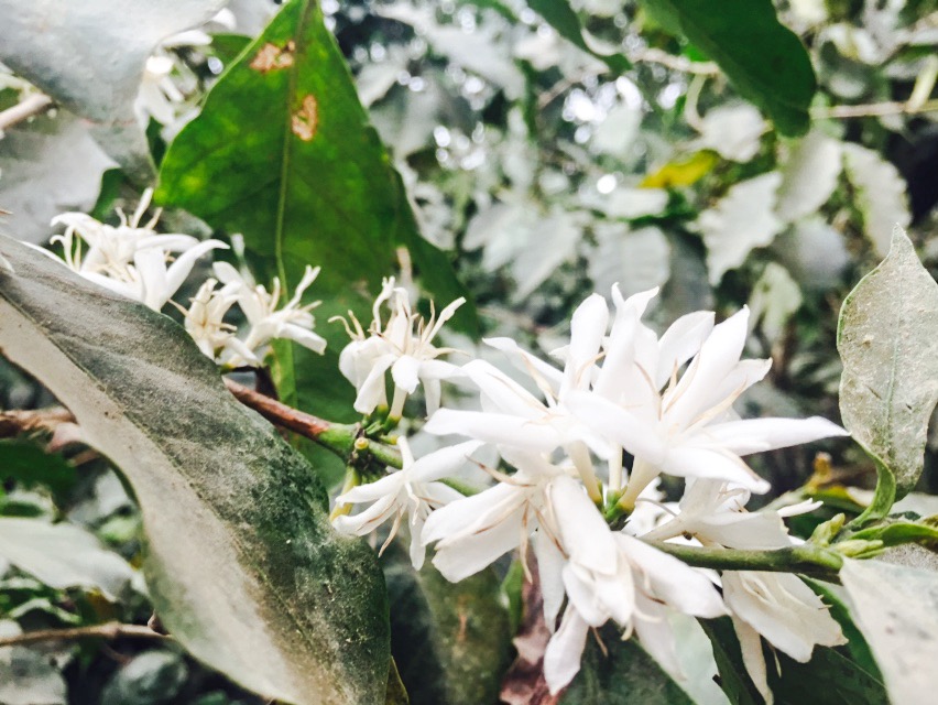 コーヒーはどこからやってくる？【グァテマラ】