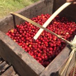 コーヒーはどこからやってくる？【コロンビア】