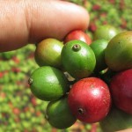 【後編】コーヒーの精製 ナチュラル／ウォッシュトって？