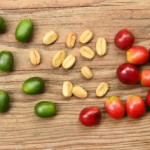 コーヒー豆を土に埋めると芽は出るの？隠れ家カフェ・クマロマは生豆だらけ！