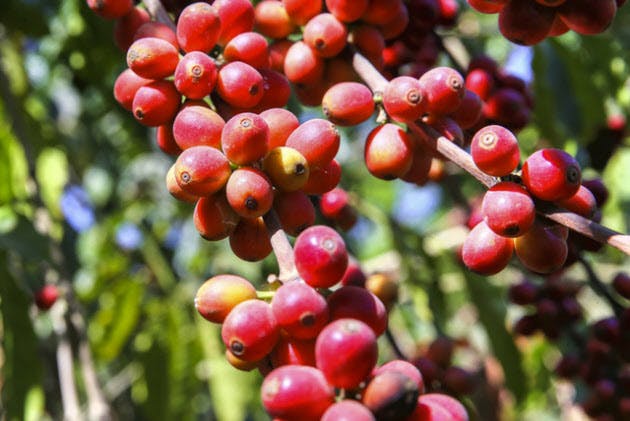 ガイアの夜明けでも特集されたゲイシャの歴史と軌跡。「ゲイシャ・フレーバー」がお勧め！