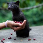 クマロマで幻のコーヒー豆が飲める！ジャコウネコのコーヒーとも呼ばれる天然の「コピ・ルアック」とは？