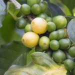 生のコーヒー豆をすりつぶして◯◯を抽出！最近の印象的だったおはなし。