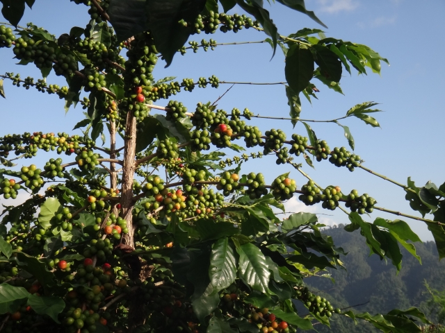 ce0da1f54246219d0f99390daa708ada_s