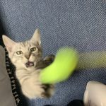 Ｑ．普通の猫からでも【コピ・ルワック】はつくれますか？