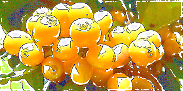 珈琲豆紹介【ブラジル　アルコイリス農園】突然変異で誕生した、黄色い宝石のようなコーヒーチェリーとは？