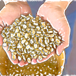 珈琲豆紹介【グァテマラSHB カフェインレス】最高等級のコーヒー豆を、ケミカルフリーのウォータープロセスで仕上げます♪