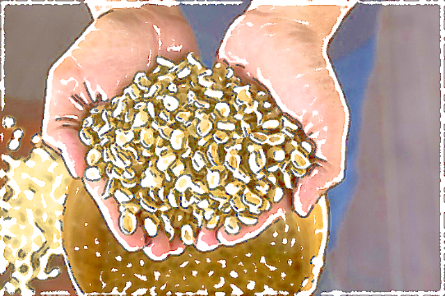 珈琲豆紹介【グァテマラSHB カフェインレス】最高等級のコーヒー豆を、ケミカルフリーのウォータープロセスで仕上げます♪