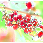 珈琲豆紹介【ブラジル フルッタ・メルカドンNT】めくるめく香りの物語とは…！？