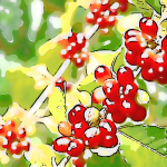 珈琲豆紹介【ブラジル　ファゼンダ　パッセイオ 】カカオとオレンジの香りを纏った伝統あるコーヒー豆です。