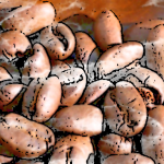 “珈琲のロマネコンティ”と称された銘柄【パナマ エスメラルダ・ゲイシャ】業界に激震を与えた“ある出来事”とは？