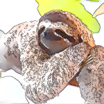 【KUMAROMAの森シリーズ】「パナマの森」カツアイ・アマドール