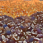 ハニー製法=はちみつ製法？ウエストバレーの名門「レオンシオ農園」がつくり出す【ブラックハニー製法】とは？