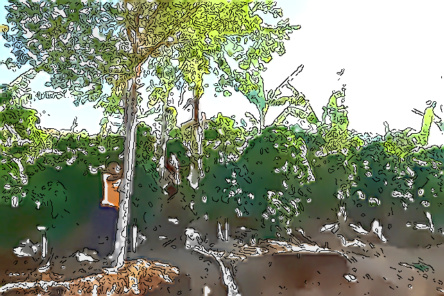 ～土壌作りから精製工程まで～「コスタリカ　エル・ポトレロ農園」がつくりあげる至福の口あたり。